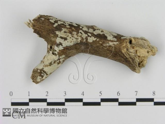 登錄號:F0008651藏品圖，第1張
