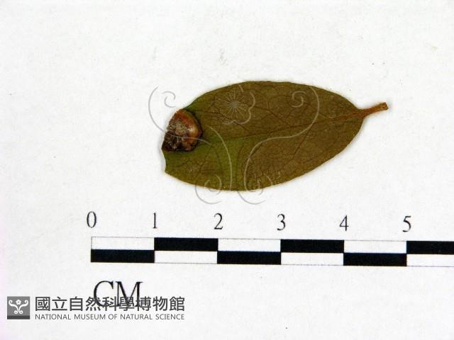 登錄號:F0020651藏品圖，第1張