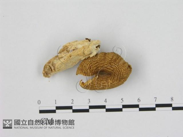 登錄號:F0000651藏品圖，第1張