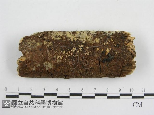 登錄號:F0010651藏品圖，第1張