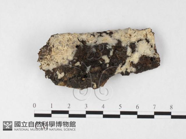 登錄號:F0026651藏品圖，第1張