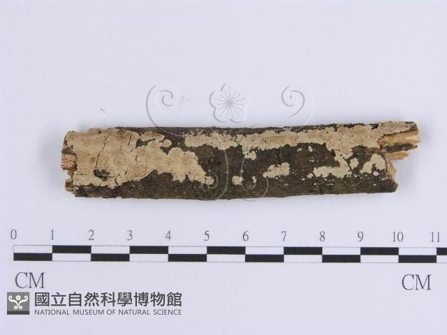 登錄號:F0001651藏品圖，第1張