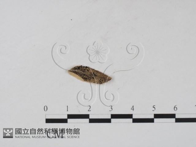 登錄號:F0011651藏品圖，第1張