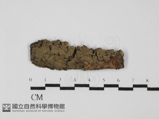 登錄號:F0031651藏品圖，第1張