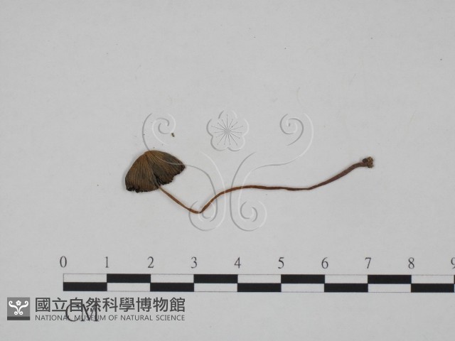 登錄號:F0024651藏品圖，第1張