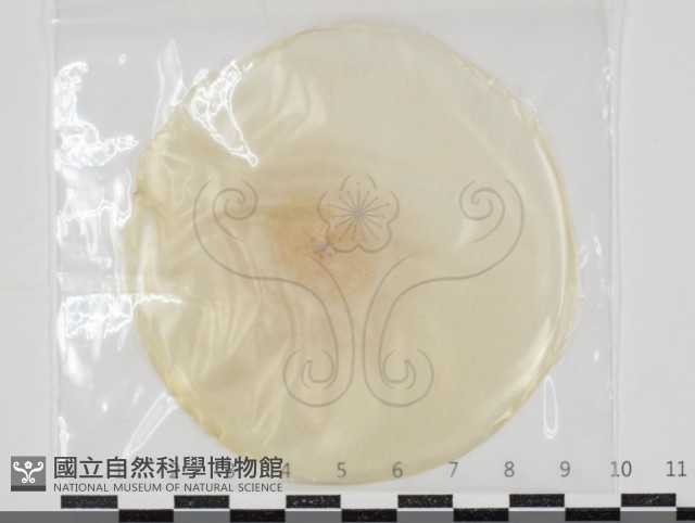 登錄號:F0034651藏品圖，第1張