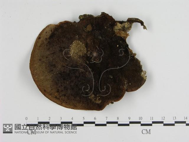 登錄號:F0012651藏品圖，第1張