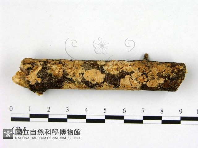 登錄號:F0007651藏品圖，第1張