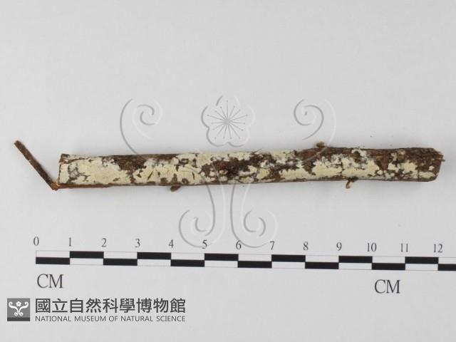 登錄號:F0025651藏品圖，第1張