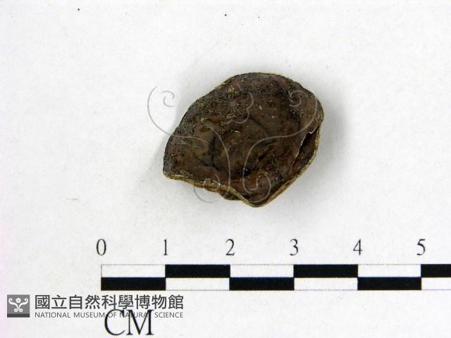 毛木耳藏品圖，第1張