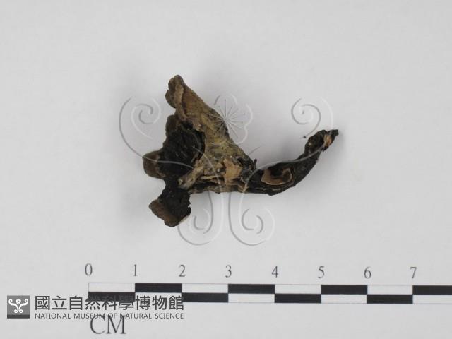 棕色革菌藏品圖，第1張