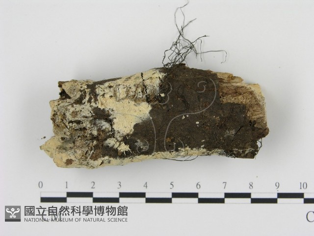剛毛絲皮菌藏品圖，第1張
