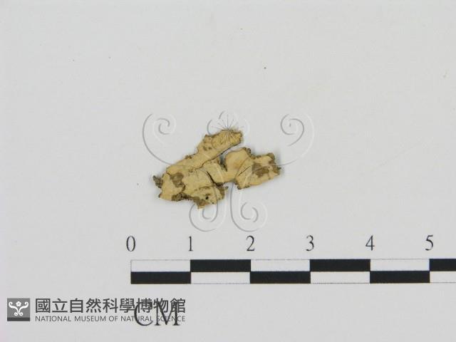 登錄號:F0013651藏品圖，第1張
