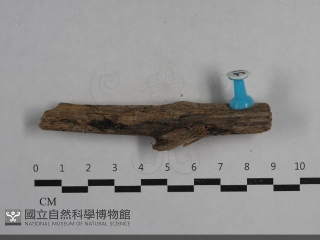 登錄號:F0033651藏品圖，第1張