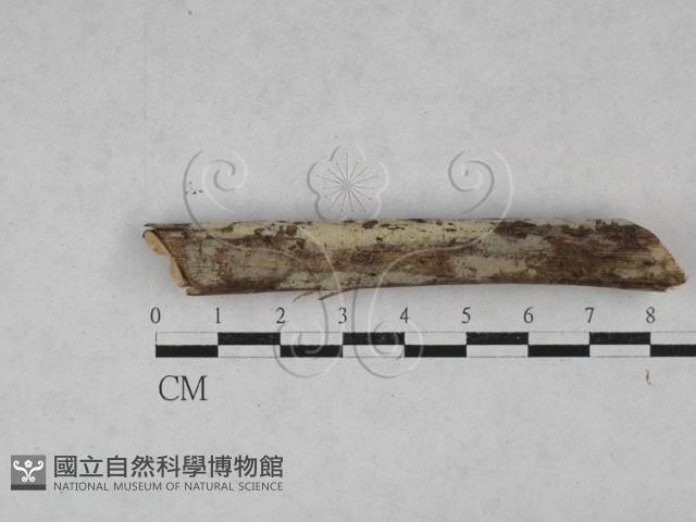 登錄號:F0028451藏品圖，第1張