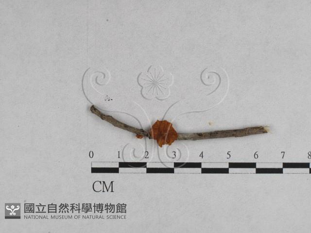 登錄號:F0008451藏品圖，第1張