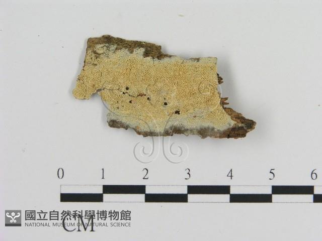 絲齒菌屬藏品圖，第1張