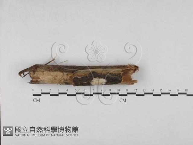 館號:F0000451藏品圖，第1張