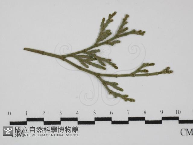 登錄號:F0030451藏品圖，第1張