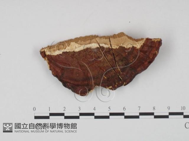 登錄號:F0006451藏品圖，第1張