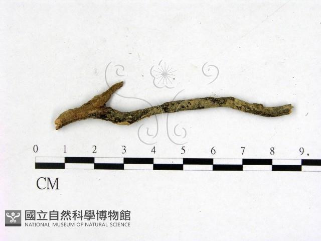 登錄號:F0001451藏品圖，第1張