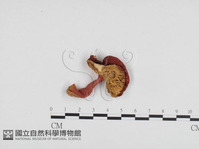紅菇屬藏品圖，第1張