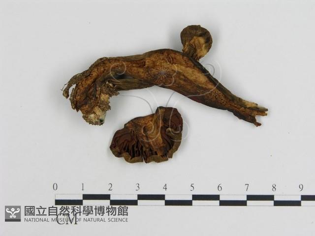 登錄號:F0004451藏品圖，第1張