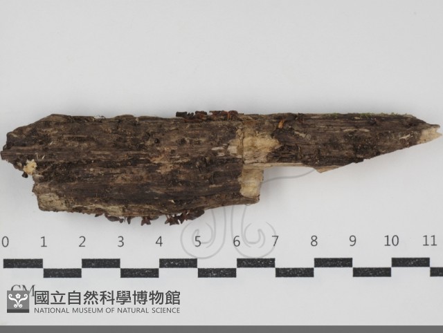 登錄號:F0034451藏品圖，第1張
