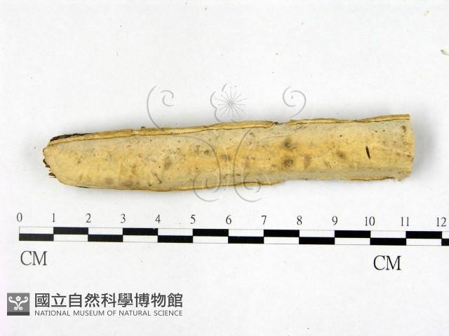 登錄號:F0022451藏品圖，第1張