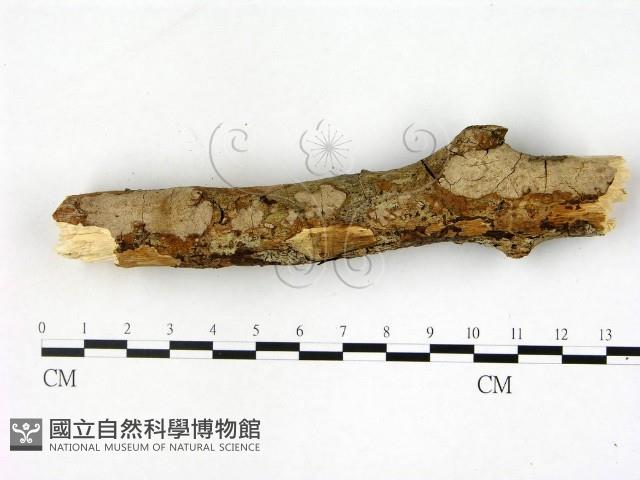 刺皮菌屬藏品圖，第1張