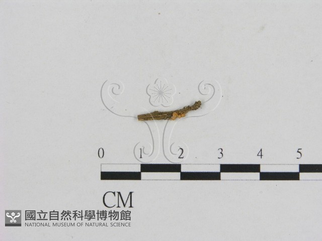 小菇屬藏品圖，第1張