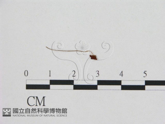 登錄號:F0005451藏品圖，第1張