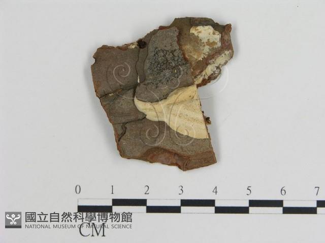 登錄號:F0009451藏品圖，第1張