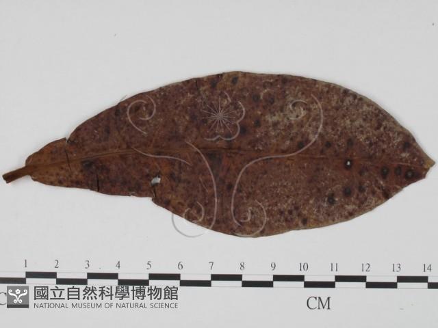 登錄號:F0019451藏品圖，第1張
