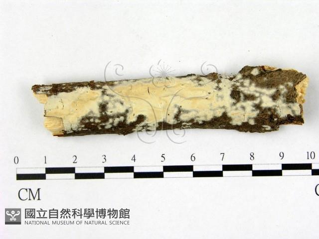 登錄號:F0013451藏品圖，第1張