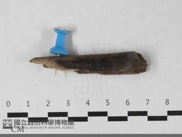 登錄號:F0033451藏品圖，第1張