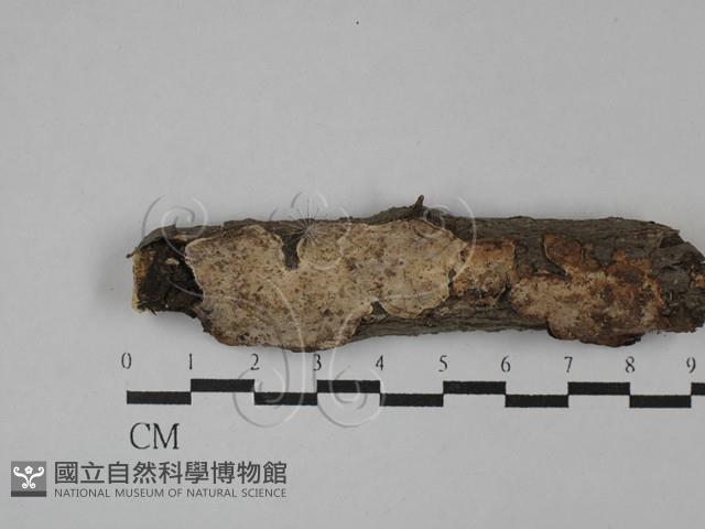 刺皮菌屬藏品圖，第1張