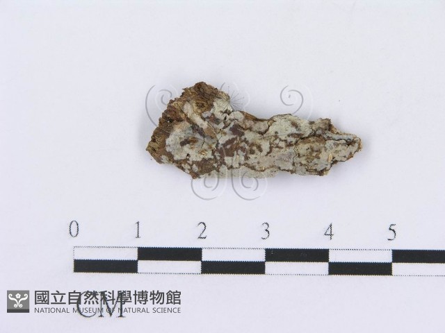 登錄號:F0008751藏品圖，第1張