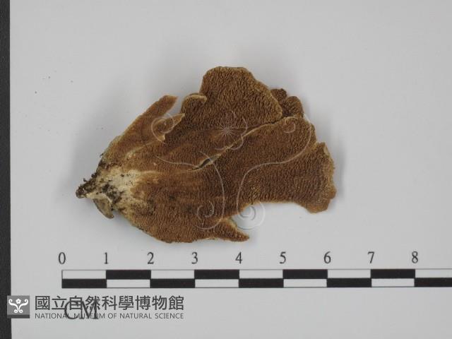 附毛菌屬藏品圖，第1張