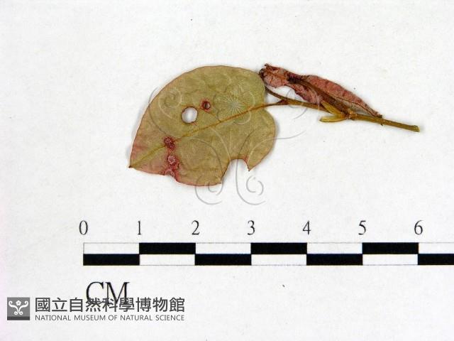 登錄號:F0020751藏品圖，第1張