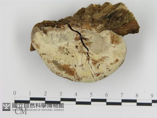 登錄號:F0010751藏品圖，第1張