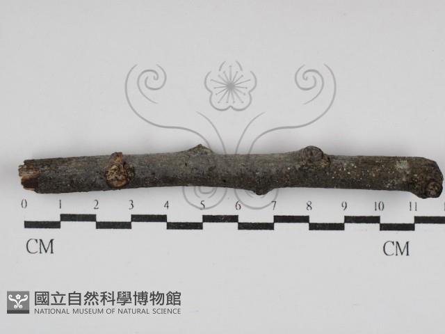 登錄號:F0030751藏品圖，第1張