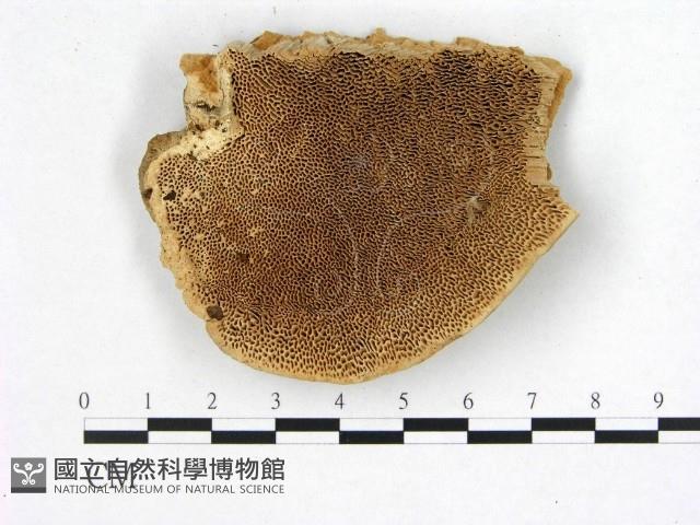 登錄號:F0006751藏品圖，第1張