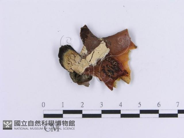 登錄號:F0016751藏品圖，第1張