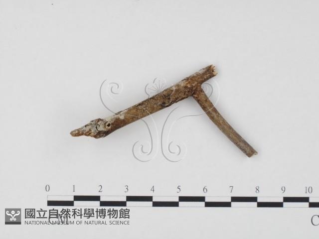 冇骨消絲齒菌藏品圖，第1張