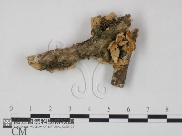 登錄號:F0001751藏品圖，第1張