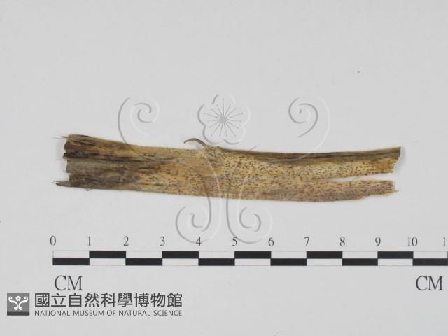 登錄號:F0011751藏品圖，第1張
