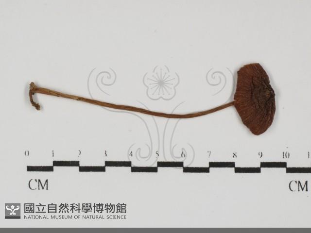 粉褶菌屬藏品圖，第1張