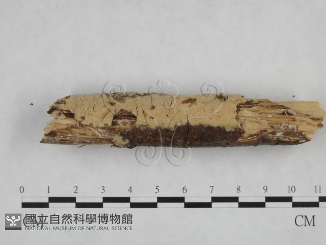 登錄號:F0024751藏品圖，第1張