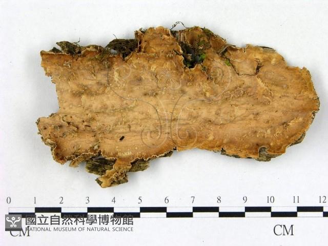 登錄號:F0014751藏品圖，第1張